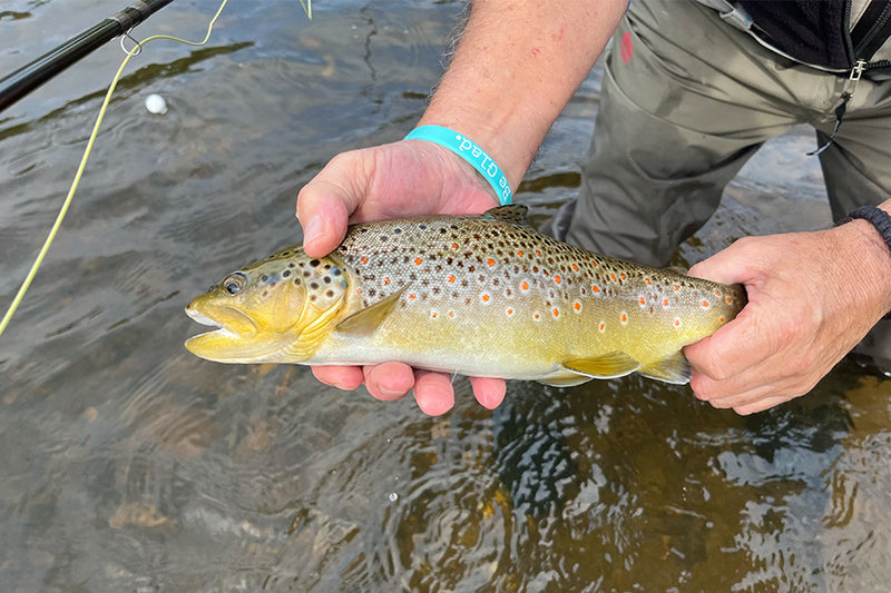 Closeup of a fish that has just been caught.